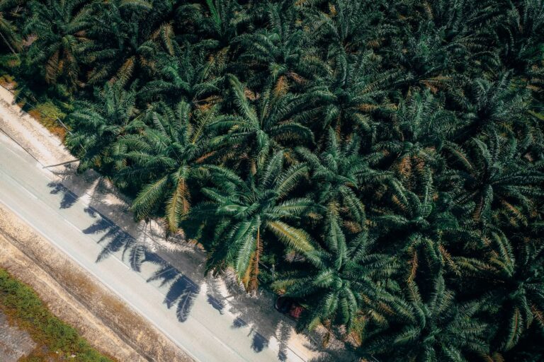 Is Palm Oil Vegan? Ethics, Labels, and Choices