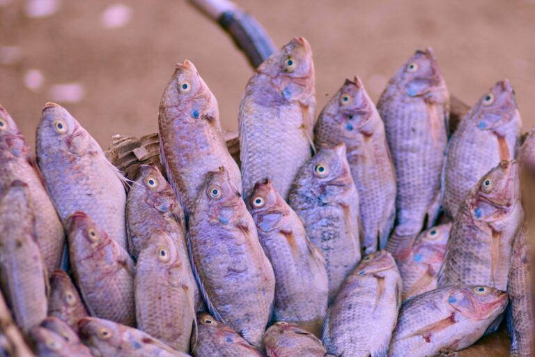 Is Tilapia Bad? 7 Facts Nutritionists Want You to Know