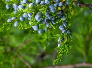 Juniper Berry Tea: Benefits, Side Effects, Recipe