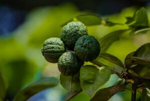 Kaffir Lime Leaves Substitutes: 9 Options Ranked by Closeness