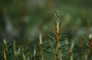 Labrador Tea: Benefits, Side Effects & Recipe