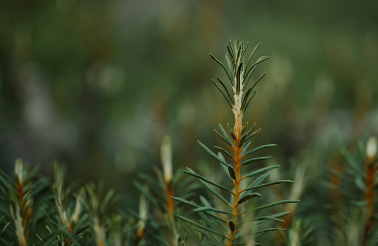Labrador Tea: Benefits, Side Effects & Recipe