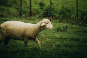 Lanolin Cream: What It Is, Uses, and Safe Choices