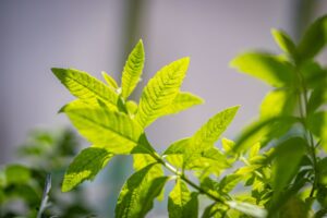 Lemon Verbena Tea: Benefits, Side Effects, and Recipe