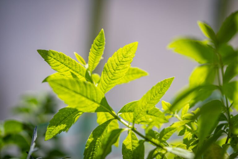 Lemon Verbena Tea: Benefits, Side Effects, and Recipe