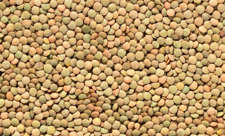 Lentils vs Beans: Nutrition, Cooking, and Best Uses Compared