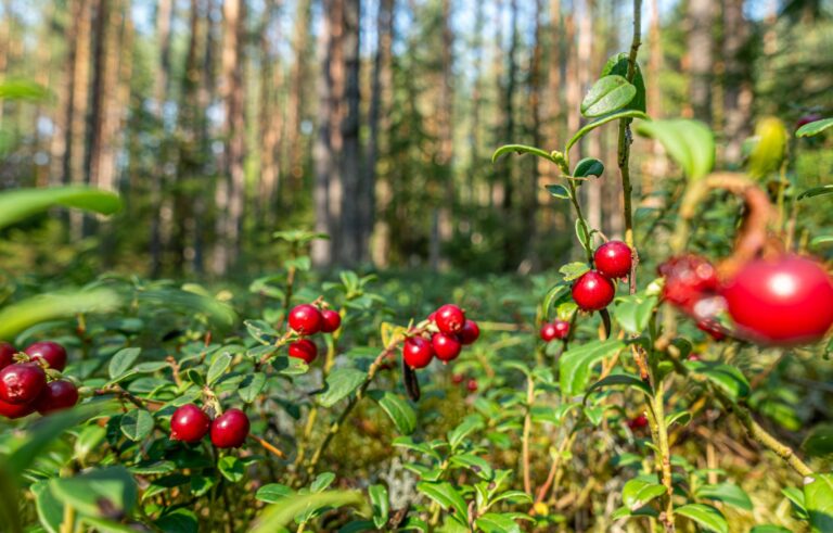 Lingonberry Substitute: 10 Smart Swaps for Jam, Sauce & More
