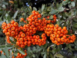 List of Berries A to Z Names Berry Fruits: 7 Key Facts