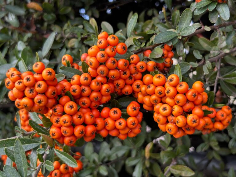 List of Berries A to Z Names Berry Fruits: 7 Key Facts