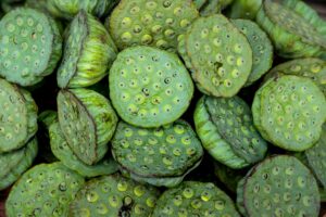 Lotus Seed: Nutrition, Benefits, and How to Grow One