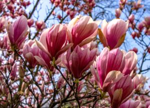 Magnolia Tea: Benefits, Dosage, Recipe