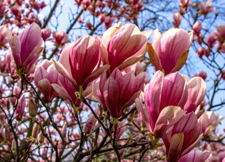 Magnolia Tea: Benefits, Dosage, Recipe