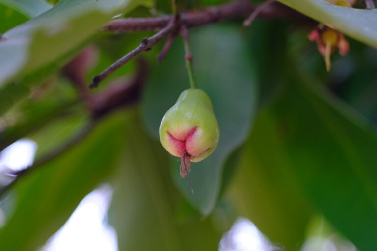 Malay Apple and Pond Apple: A Side-by-Side Tropical Comparison