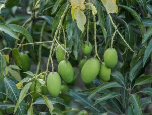 Mango Leaf Tea: Benefits, Side Effects, Recipe