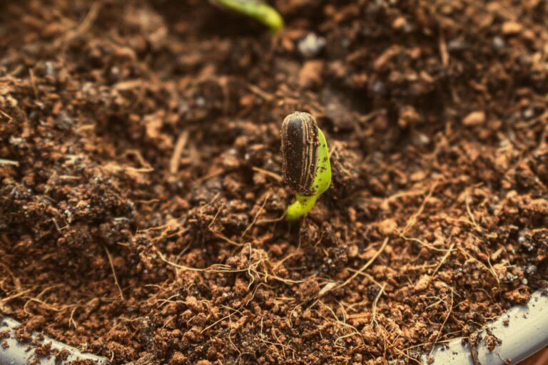 Mango Seed: Growing, Germinating, and Practical Uses