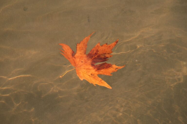 Maple Water Health: Benefits, Side Effects, Uses