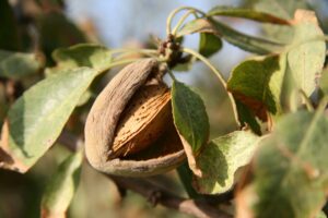 Marcona Almonds: Spain's Buttery Almond Worth the Premium