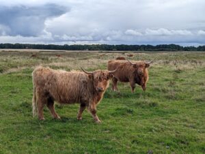 Marine vs Bovine Collagen: Which One Is Right: A Goal-Based