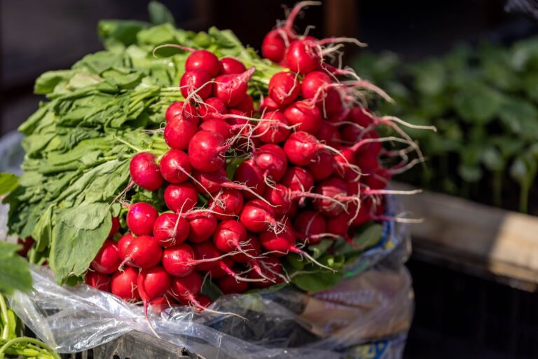 Medicinal: Uses, Benefits of Radish