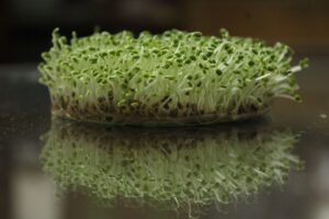 Microgreens: Nutrition, Benefits, Side Effects