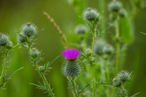 Milk Thistle Tea: Benefits, Side Effects, Dosage