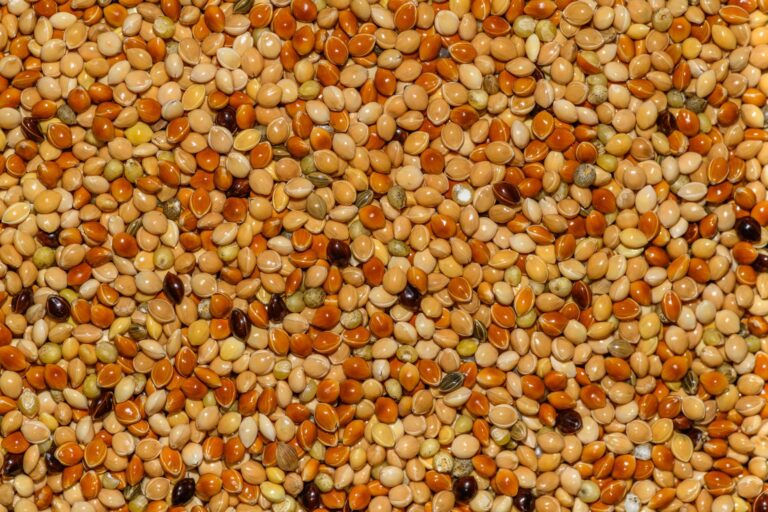 Millet Tea: Benefits, Side Effects, Dosage, Recipe
