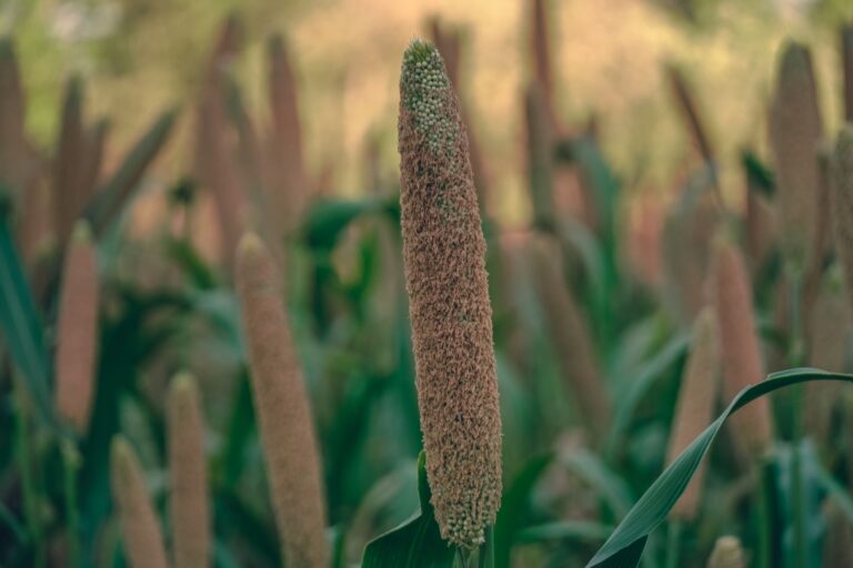 Millet Water Health: Benefits, Side Effects, Uses