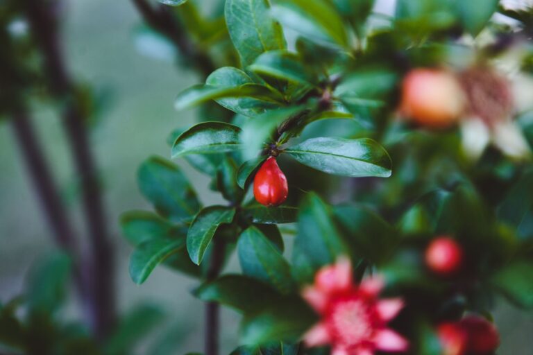 Miracle Fruit: Benefits, Nutrition, Side Effects
