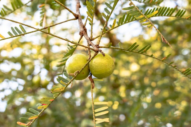 Monk Fruit and Its 10 Surprising Health: Benefits You Need to Know
