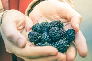Mulberry vs Blackberry: 7 Key Differences in Taste, Look