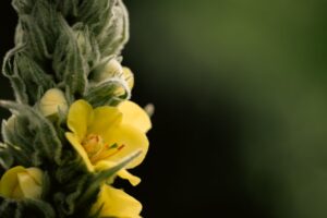 Mullein Leaf: Benefits, Tea Preparation, and Safety