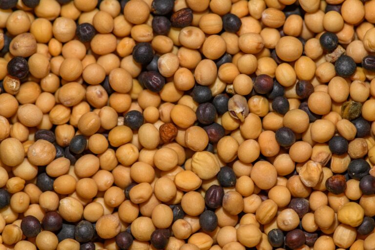 Mustard Seed Water: Benefits, Side Effects