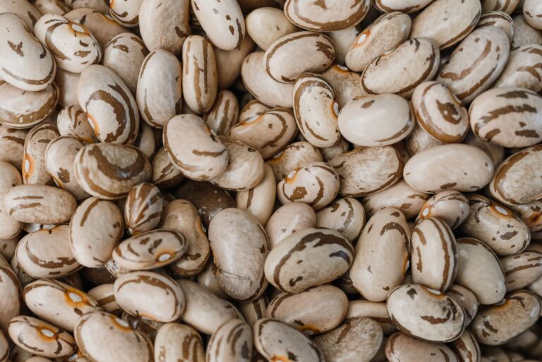 Navy Beans vs Pinto Beans: Which Fits Your Recipe