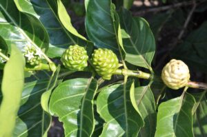 Noni: Benefits, Nutrition, Side Effects, Uses