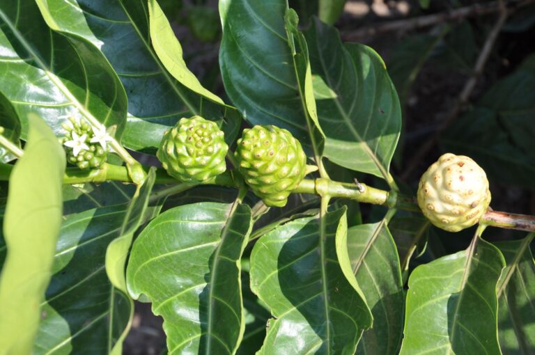 Noni: Benefits, Nutrition, Side Effects, Uses