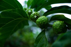 Noni Juice: Benefits, Side Effects, Nutrition