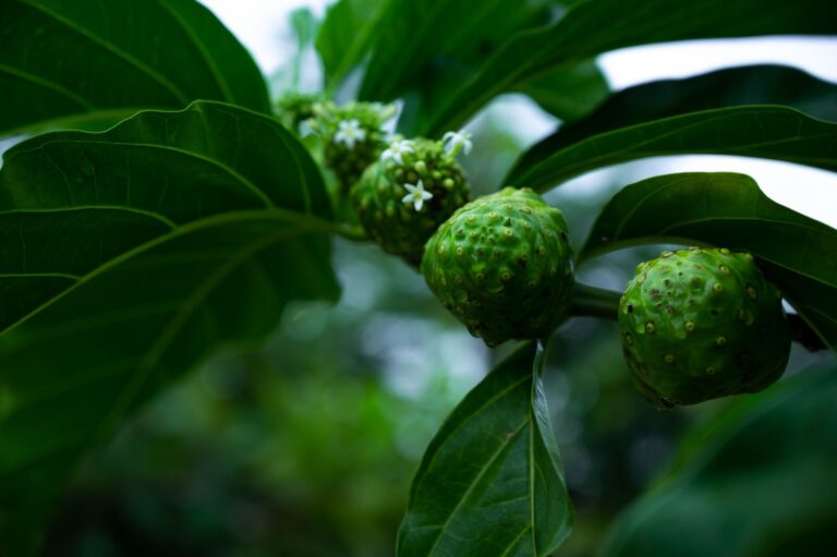 Noni Juice: Benefits, Side Effects, Nutrition