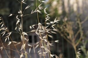 Oat Straw Tea: Benefits, Side Effects, and Recipe