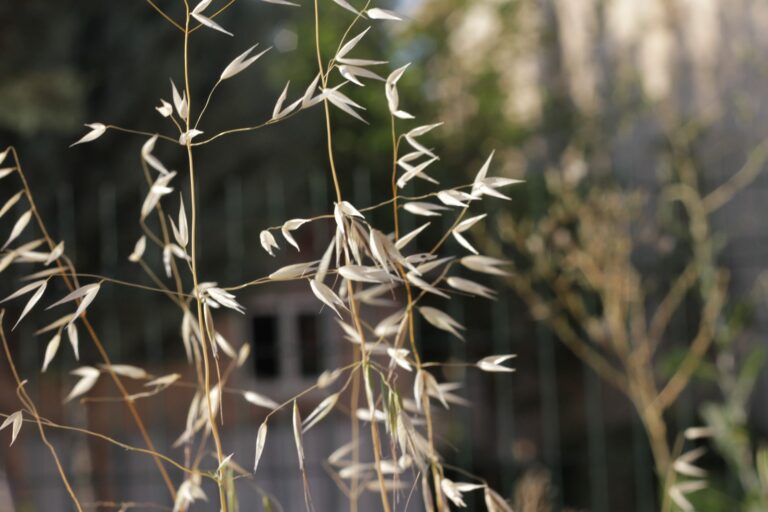 Oat Straw Tea: Benefits, Side Effects, and Recipe