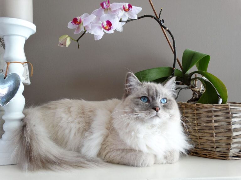 Orchid Flowers That Look Like Cat Faces: 5 Real Species