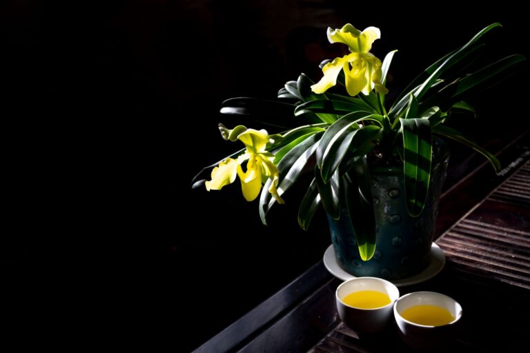 Orchid Tea: Benefits, Side Effects, Dosage, Recipe