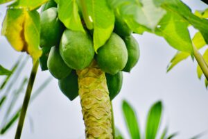 Papaya Leaf Tea: Benefits, Side Effects, and Recipe