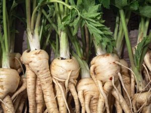 Parsnip Health: Benefits, Side Effects, Uses
