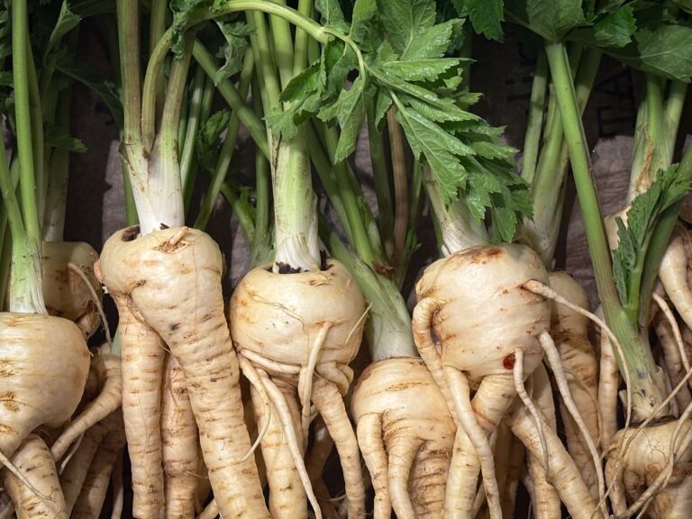 Parsnip Health: Benefits, Side Effects, Uses
