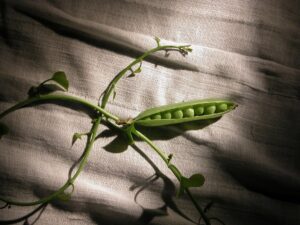 Pea Milk: Benefits, Nutrition, Side Effects, Uses