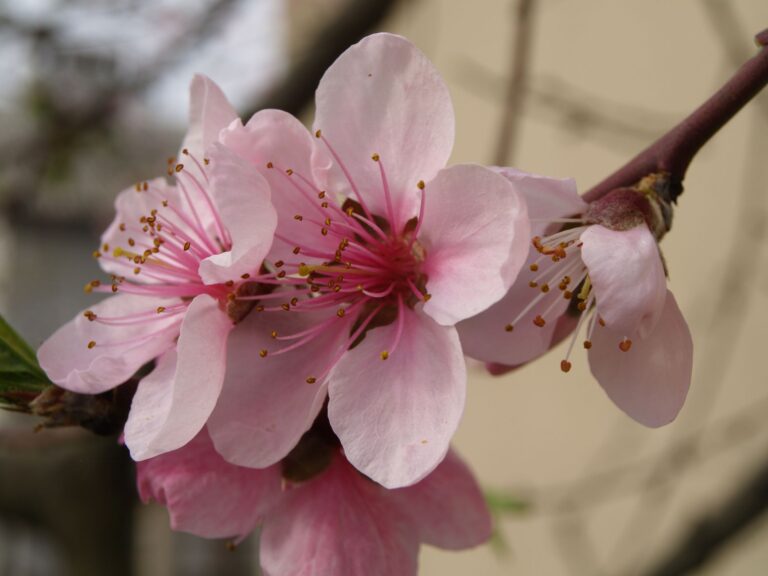 Peach Blossom Tea: Benefits, Side Effects, Recipe