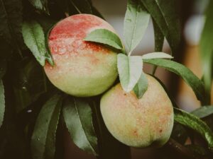 Peach Palm: The Tropical Fruit with Two Remarkable Harvests