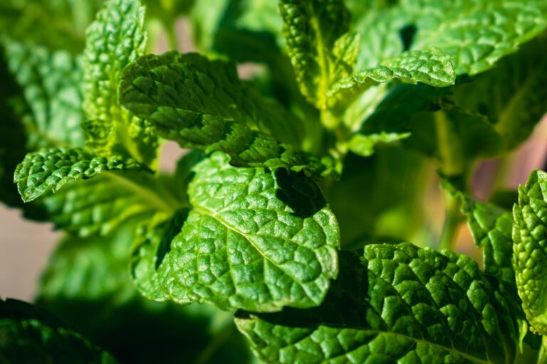 Peppermint Oil: Benefits, Uses, Dosage