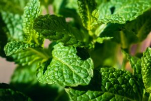 Peppermint Water: Benefits, Side Effects