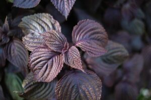 Perilla Oil: Benefits, Side Effects, Uses